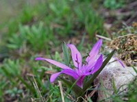 Bulbocodium vernum 2, Saxifraga-Jeroen Willemsen