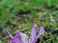 Bulbocodium vernum 3, Saxifraga-Jeroen Willemsen