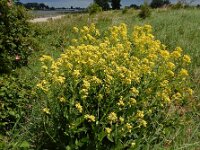 Bunias orientalis 12, Grote hardvrucht, Saxifraga-Ed Stikvoort