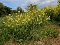 Bunias orientalis 13, Grote hardvrucht, Saxifraga-Ed Stikvoort