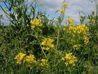 Bunias orientalis 14, Grote hardvrucht, Saxifraga-Ed Stikvoort
