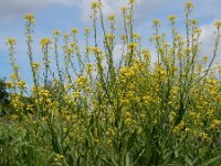 Bunias orientalis 15, Grote hardvrucht, Saxifraga-Ed Stikvoort
