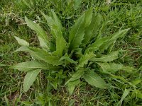 Bunias orientalis 18, Grote hardvrucht, Saxifraga-Ed Stikvoort
