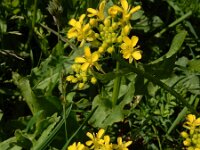 Bunias orientalis 19, Grote hardvrucht, Saxifraga-Ed Stikvoort
