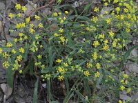 Bupleurum falcatum 2, Sikkelgoudscherm, Saxifraga-Peter Meininger