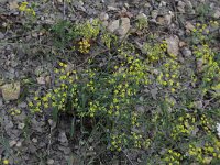 Bupleurum falcatum 3, Sikkelgoudscherm, Saxifraga-Peter Meininger