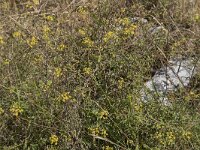 Bupleurum falcatum 4, Sikkelgoudscherm, Saxifraga-Willem van Kruijsbergen