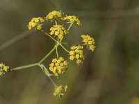 Bupleurum falcatum 5, Sikkelgoudscherm, Saxifraga-Willem van Kruijsbergen
