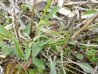 Bupleurum falcatum 6, Sikkelgoudscherm, Saxifraga-Rutger Barendse