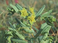 Bupleurum lancifolium 2, Saxifraga-Inigo Sanchez