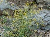 Bupleurum ranunculoides ssp caricinum 5, Saxifraga-Jan van der Straaten