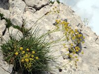 Bupleurum ranunculoides ssp caricinum 6, Saxifraga-Jan van der Straaten