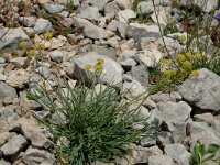 Bupleurum ranunculoides ssp caricinum 8, Saxifraga-Jan van der Straaten