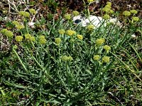 Bupleurum ranunculoides ssp ranunculoides 10, Saxifraga-Jan van der Straaten