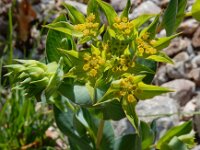 Bupleurum rotundifolium 19, Doorwas, Saxifraga-Ed Stikvoort