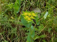 Bupleurum rotundifolium 6, Doorwas, Saxifraga-Ed Stikvoort