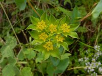 Bupleurum rotundifolium 7, Doorwas, Saxifraga-Ed Stikvoort