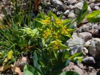 Bupleurum rotundifolium 8, Doorwas, Saxifraga-Ed Stikvoort