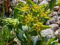 Bupleurum rotundifolium 9, Doorwas, Saxifraga-Ed Stikvoort