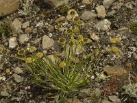 Bupleurum stellatum 2, Saxifraga-Willem van Kruijsbergen