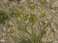 Bupleurum stellatum 3, Saxifraga-Willem van Kruijsbergen