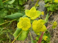 Bupleurum subovatum 2, Smalle doorwas, Saxifraga-Rutger Barendse