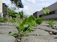 Bupleurum subovatum 3, Smalle doorwas, Saxifraga-Rutger Barendse