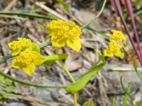Bupleurum subovatum 4, Smalle doorwas, Saxifraga-Rutger Barendse