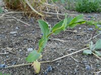 Bupleurum subovatum 5, Smalle doorwas, Saxifraga-Rutger Barendse