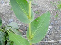 Bupleurum subovatum 6, Smalle doorwas, Saxifraga-Rutger Barendse