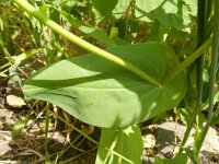 Bupleurum subovatum 7, Smalle doorwas, Saxifraga-Rutger Barendse