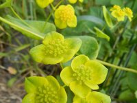 Bupleurum subovatum 8, Smalle doorwas, Saxifraga-Rutger Barendse