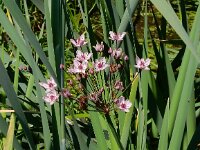 Butomus umbellatus 18, Zwanenbloem, Saxifraga-Peter Meininger