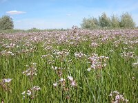 Butomus umbellatus 20, Zwanenbloem, Saxifraga-Santos Cirujano Bracamonte