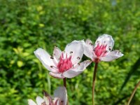 Butomus umbellatus 25, Zwanenbloem, Saxifraga-Rutger Barendse