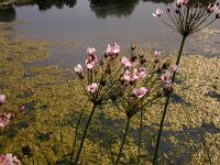 Butomus umbellatus 4, Zwanenbloem, Saxifraga-Peter Meininger