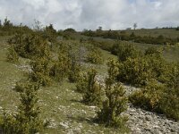 Buxus sempervirens 11, Buxus, Saxifraga-Jan van der Straaten