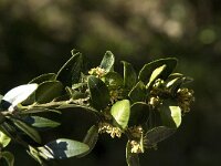 Buxus sempervirens 12, Buxus, Saxifraga-Willem van Kruijsbergen