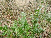 Buxus sempervirens 13, Buxus, Saxifraga-Rutger Barendse