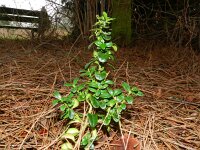 Buxus sempervirens 14, Buxus, Saxifraga-Rutger Barendse