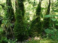 Buxus sempervirens 16, Buxus, Saxifraga-Dirk Hilbers