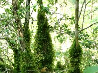 Buxus sempervirens 17, Buxus, Saxifraga-Dirk Hilbers