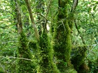 Buxus sempervirens 18, Buxus, Saxifraga-Dirk Hilbers