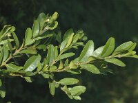 Buxus sempervirens 2, Buxus, Saxifraga-Jan van der Straaten