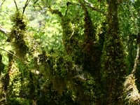 Buxus sempervirens 20, Buxus, Saxifraga-Dirk Hilbers