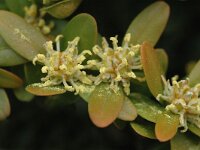 Buxus sempervirens 3, Buxus, Saxifraga-Jan van der Straaten