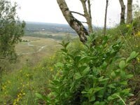 Buxus sempervirens 8, Buxus, Saxifraga-Rutger Barendse
