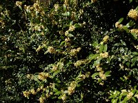 Buxus sempervirens 9, Buxus, Saxifraga-Ed Stikvoort