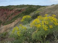 Cachrys libanotis 2, Saxifraga-Willem van Kruijsbergen