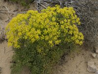 Cachrys libanotis 4, Saxifraga-Willem van Kruijsbergen